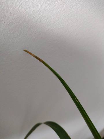 Mon beaucarnea bruni
