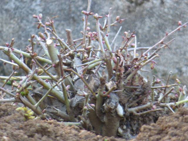 Quelle est cette plante épineuse ?