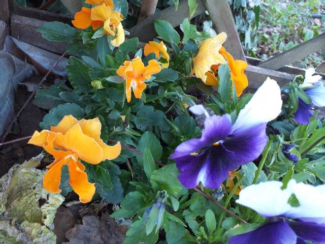 Toutes mes fleurs mangées par ?