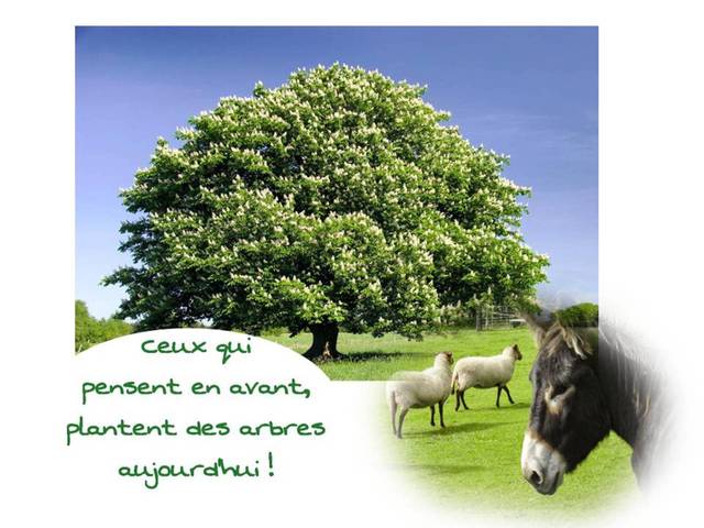 Planter arbres près de perpignan