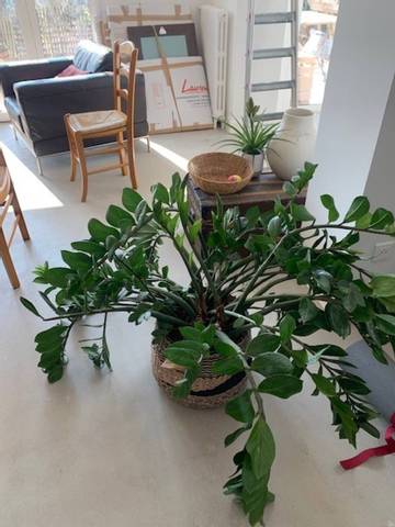 Zamioculcas (tiges qui s'affaissent)