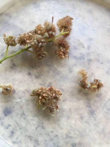Mimosa petits vers ?