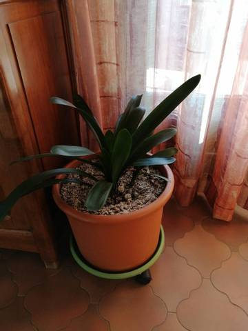 Floraison du clivia