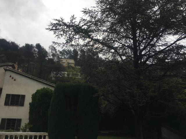 Cèdre très grand