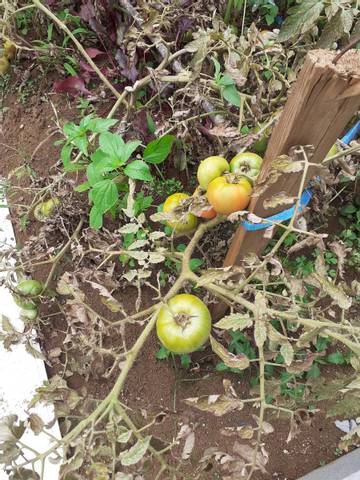 Les feuilles de mes tomates séchées avec beaucoup de petites tomates 