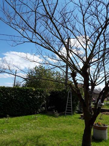 Albizia qui n'a pas encore de feuilles ou fleurs