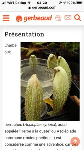 Cherche graines de perruches