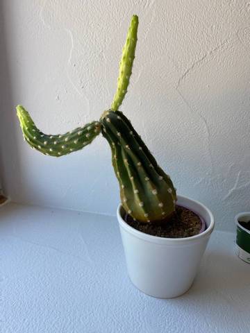 Mon cactus fait des pousses dois-je les oter ?