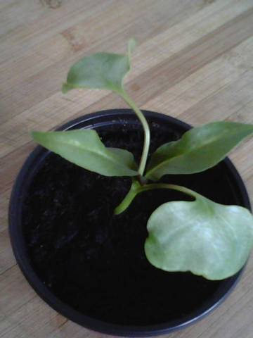 Plantule mystère