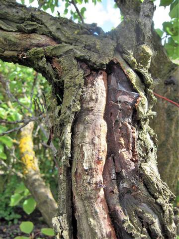 Abricotier perd son écorce