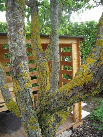 Lichens envahissants sur mes arbres
