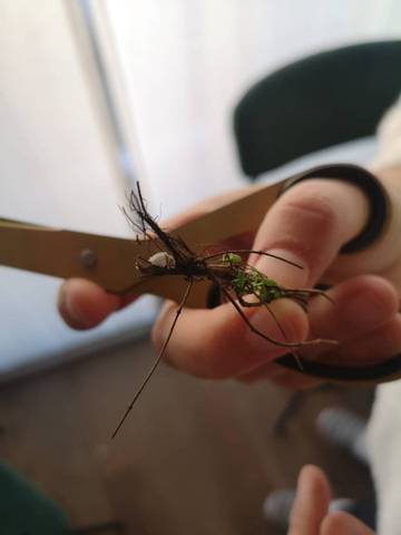 Parasites blanches dans le thym