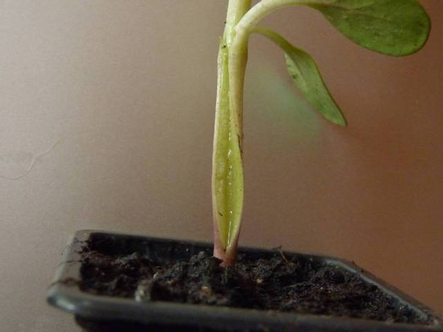 Par quoi mes petits tournesols sont ils attaqués ?