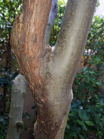 Quand et comment couper une grosse branche seche de pommier?