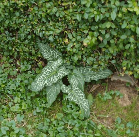 Pelouse envahie par les arums d'italie