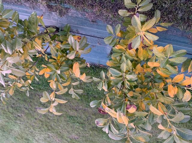 Laurier palme