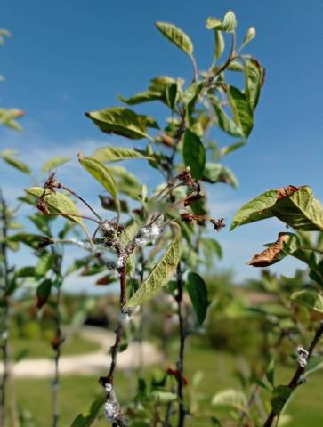 Maladie pommier a fleurs