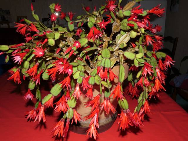 Schlumbergera ou cactus de noel ???