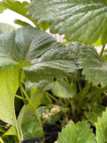 Maladie ou parasite des fraisiers