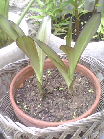 Plante mystère