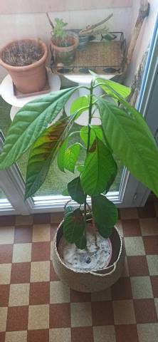 Problème évolution avocatier