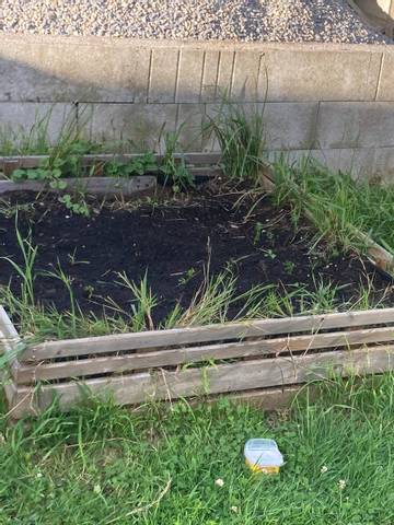 Carré potager de carotte