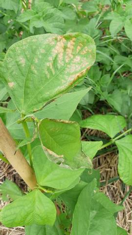 Maladie haricots