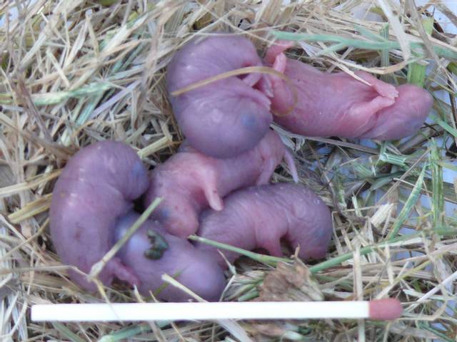 Laquelle de mes cousines a mis bas dans le jardin?  a 