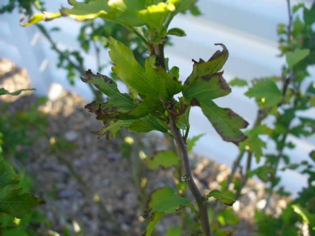 Hibiscus déperit