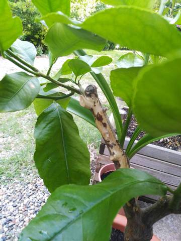 Maladie sur citronnier