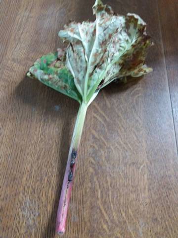 Maladie rhubarbe