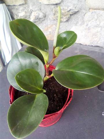 Identification plante