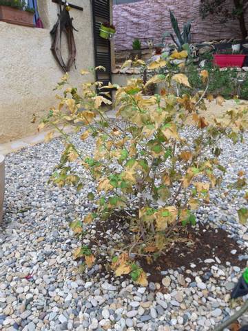 Boules de neige