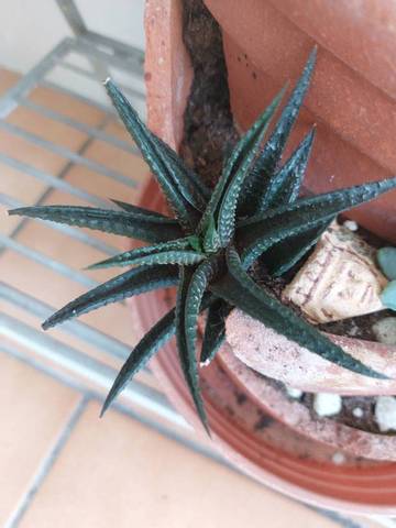 Haworthia feuilles recroquevillées
