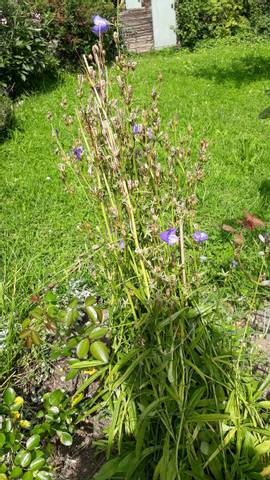 Faire refleurir les campanules hautes