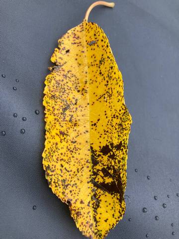 Mon cerisier perd ses feuilles