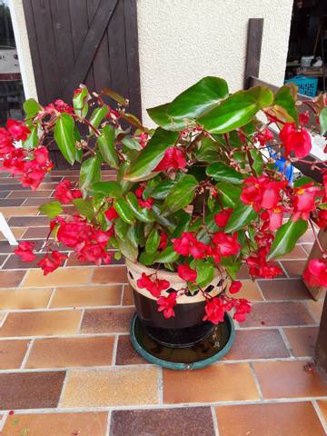 Hivernage begonia dragon