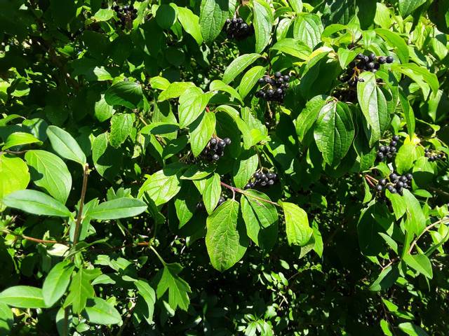 Recherche nom de fruits.