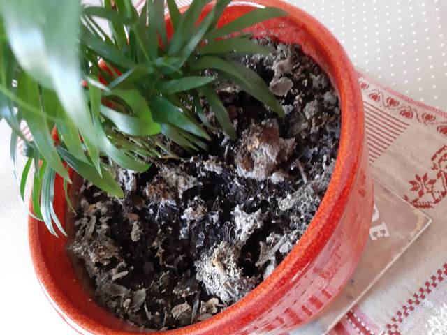 Terre plantes vertes 