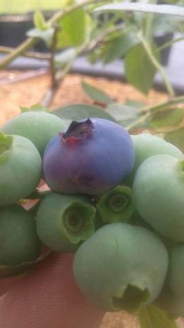 Ensemencer des graines de bleuets