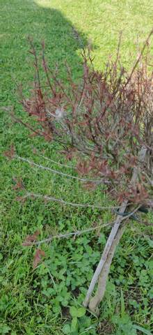 Leptospermum scoparium desséché