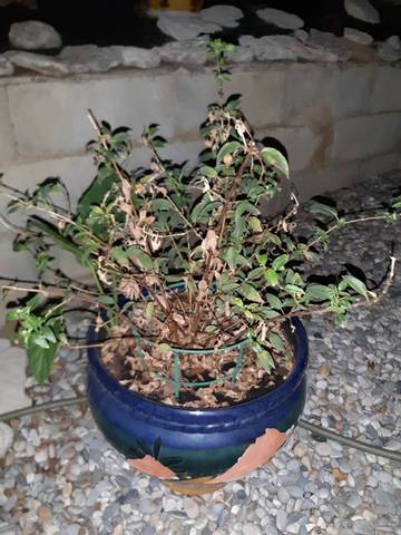 Fushia se fane