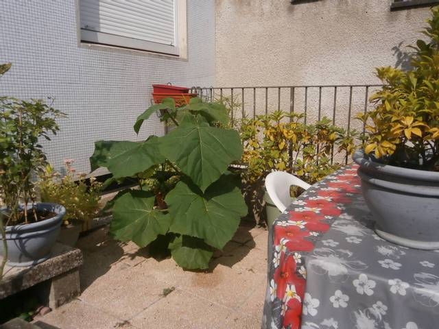Quelle est cette plante