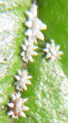 Insectes (oeufs, larves ou animaux) blancs non identifiés