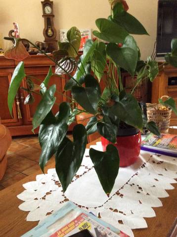 Anthurium rempotage