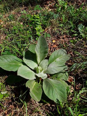 Identitfiez une plante