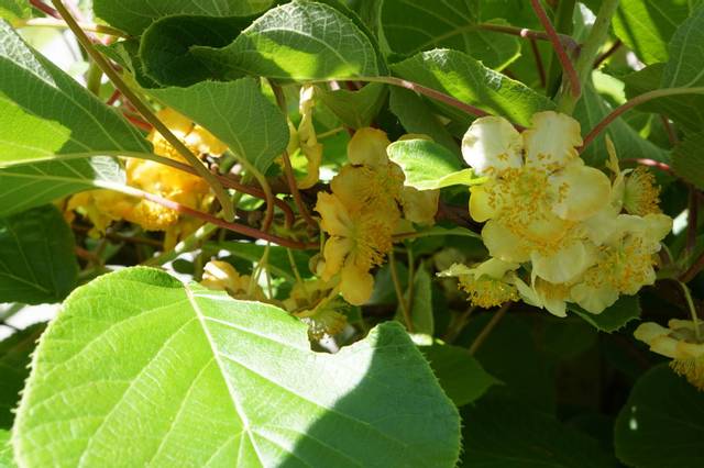 Actinidia autofertile?