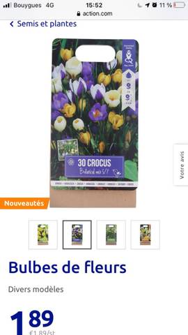 Crocus plantation
