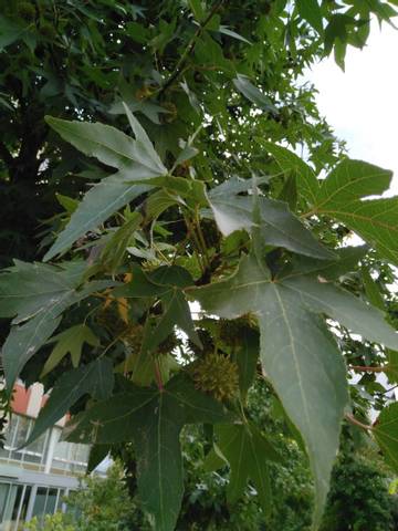 Quel est cet arbre