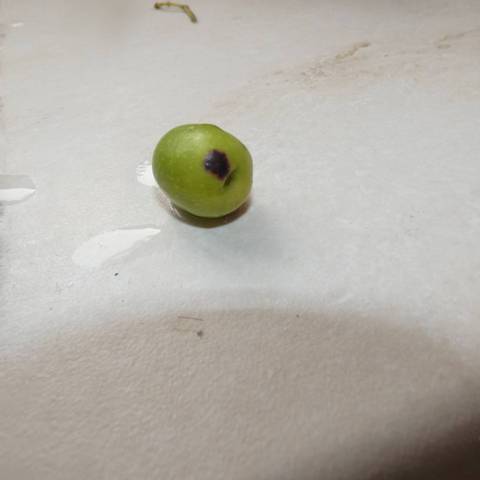 Mes olives ont une tache noire